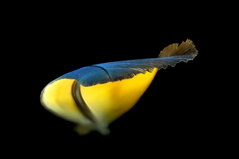 Example 4 — Studio shot of a feather from a blue-and-yellow macaw.