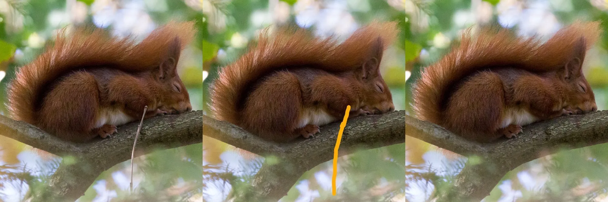 Easy removal of distracting objects with inpainting: Example photo of a red squirrel taking a nap in the trees, distracting twig marked, and inpainted result.