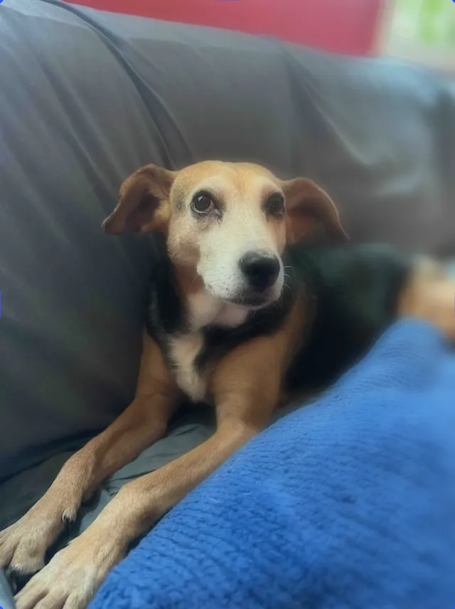 Linear blur applied to an image with default property values