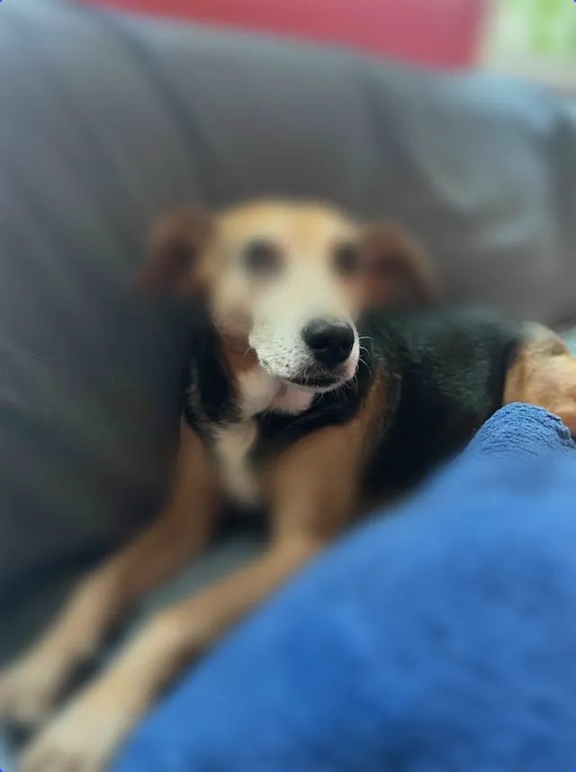 Mirrored blur applied to an image with default property values