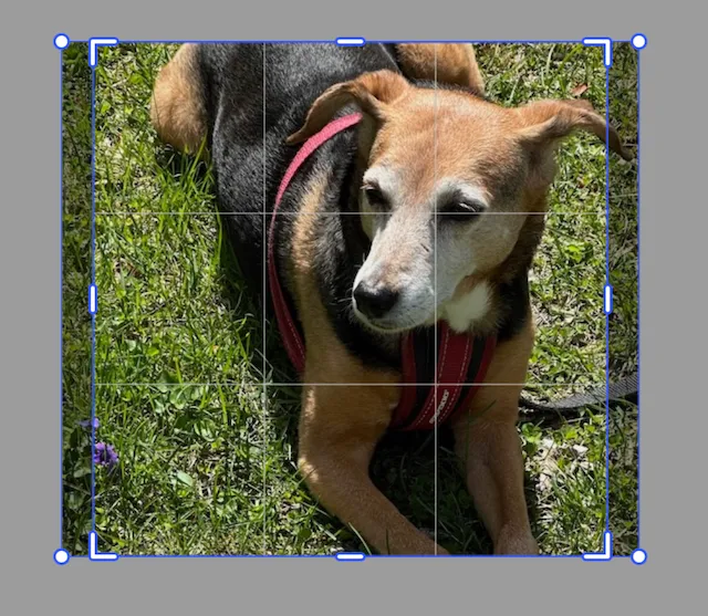 Image with no additional crop applied shown in crop mode