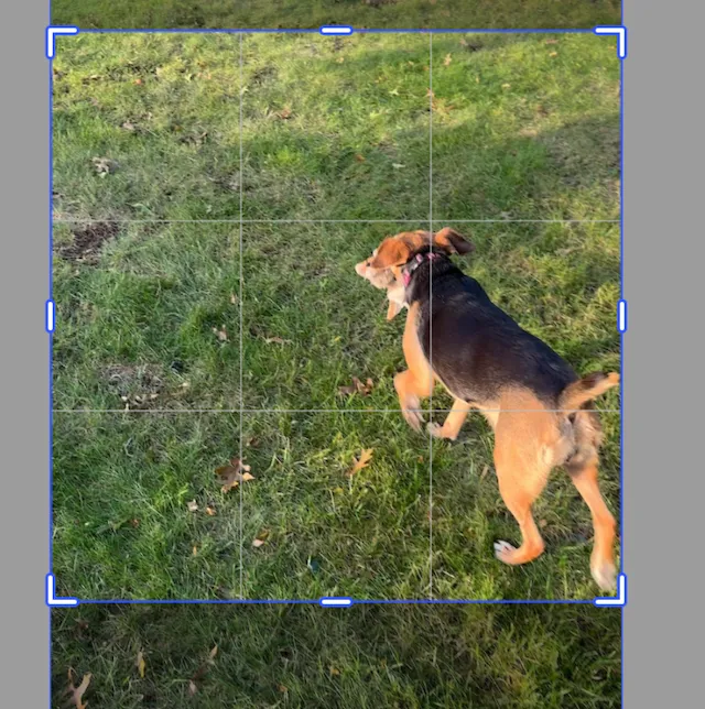 Video with no additional crop applied shown in crop mode