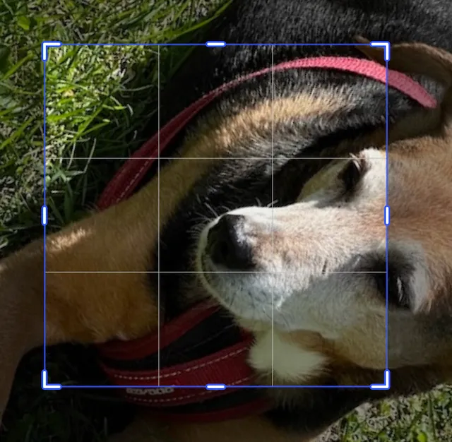 Image cropped and rotated