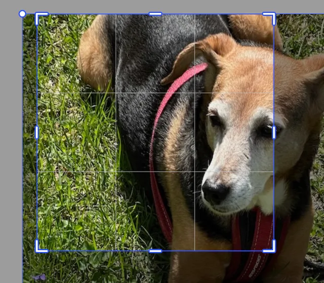 Image crop scaled by 1.5 with no corresponding translation adjustment