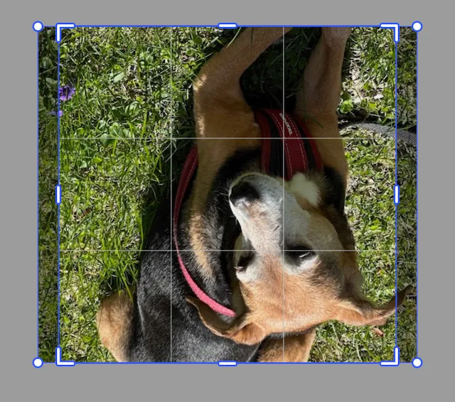 Image crop flipped vertically