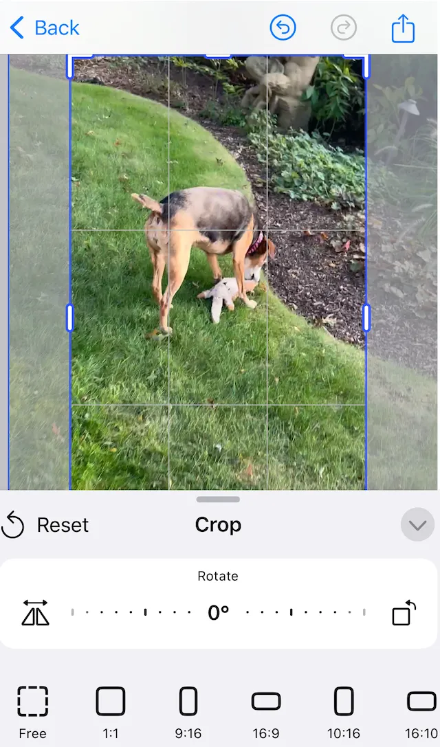 Crop tools appear when the crop button is tapped in the editor