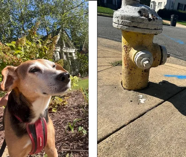 Full screen images from the front and back cameras.