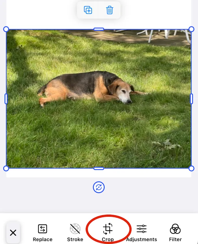Crop tool appears when a croppable image is selected