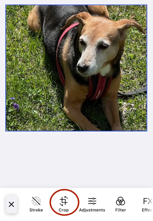 Crop tool appears when a selected image allows cropping.