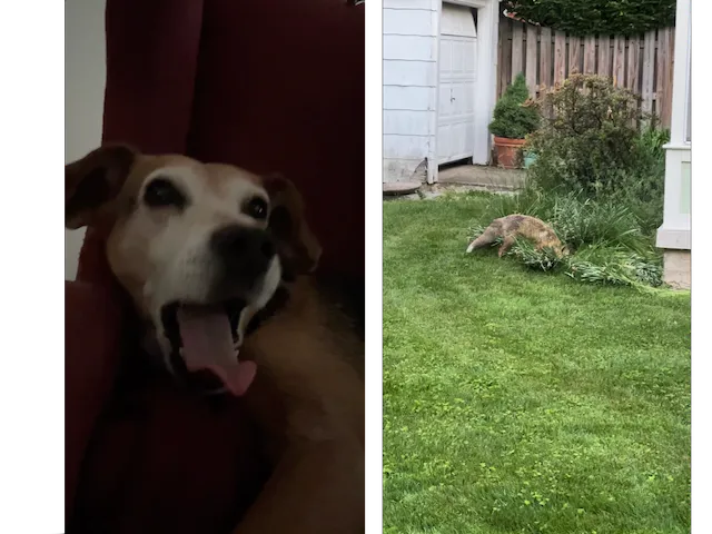 Captured recordings from Reaction Mode