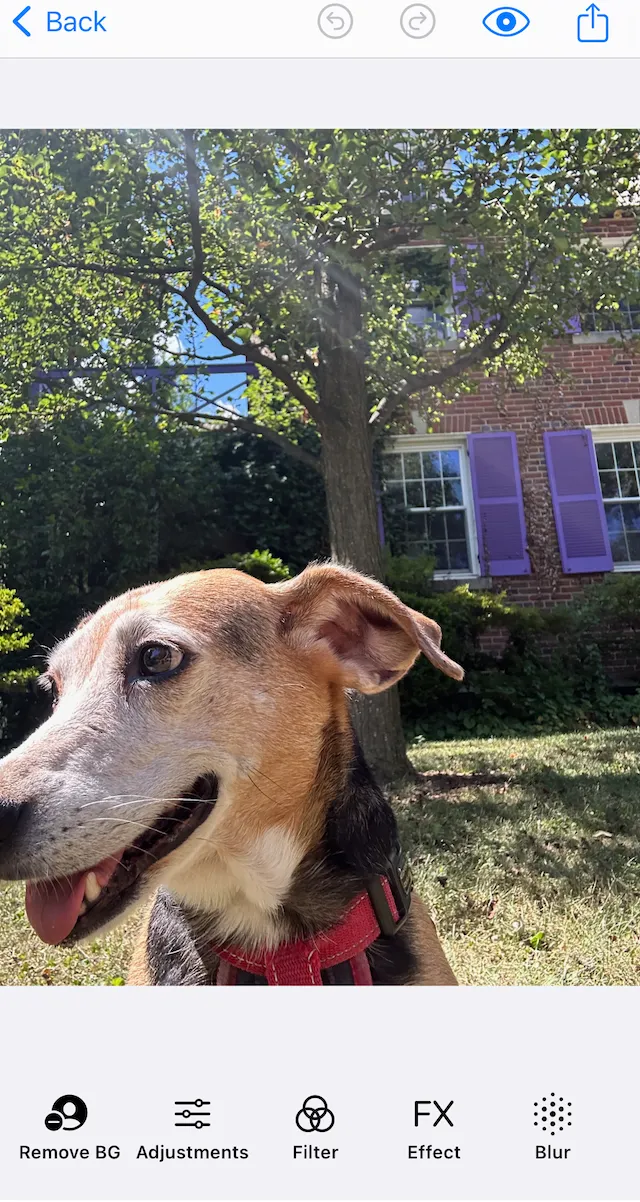 Editor with loaded image and new button