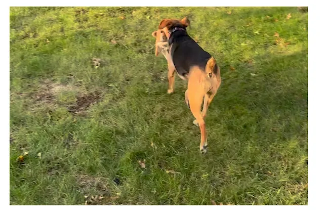 Video resized to 400px by 400px