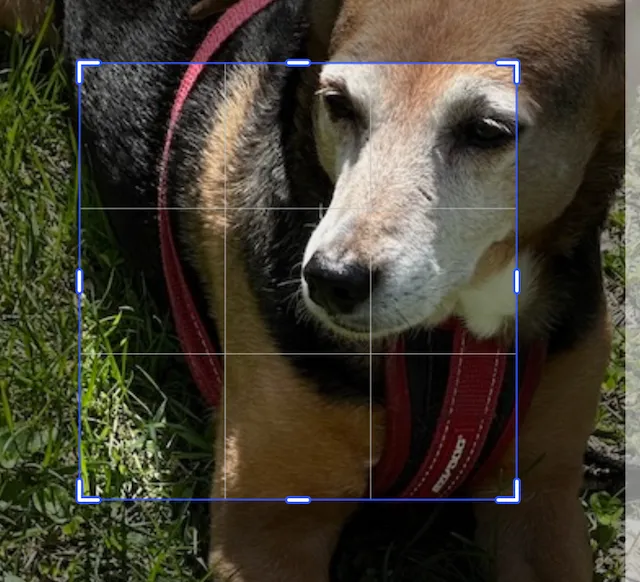 Image cropped using the scale ratio to remain centered