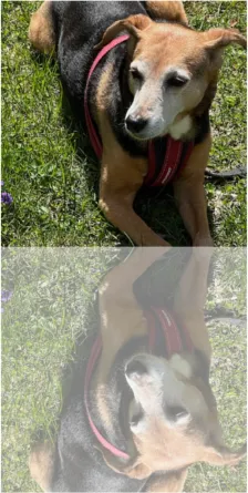 Image mirrored using preceding code